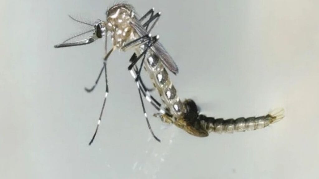 मेरठ में लगातार बढ़ रही डेंगू के मरीज स्वस्थ विभाग को चढ़ा बुखार