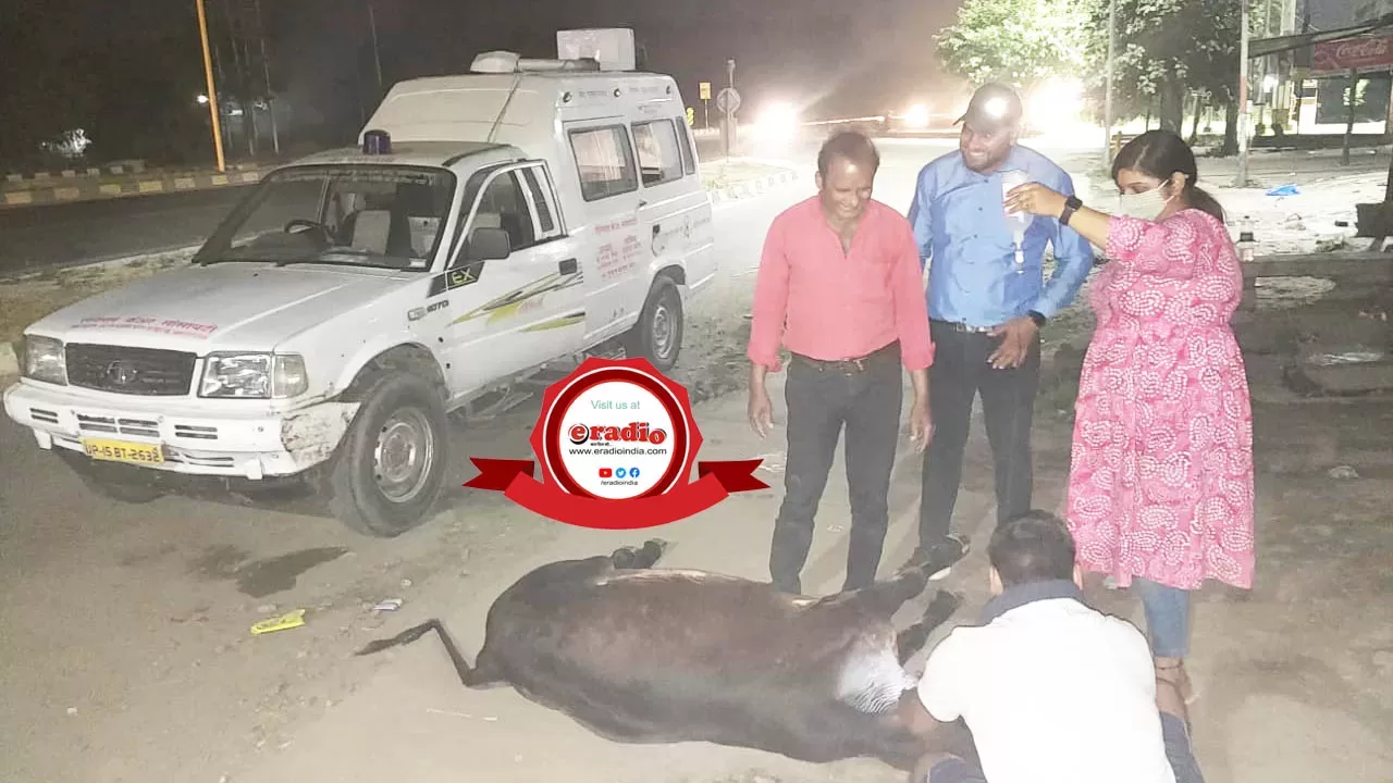 पशु विभाग मेरठ की लापरवाही से टक्कर लगी गाय की मौत
