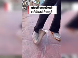 King Cobra Shoe 2023