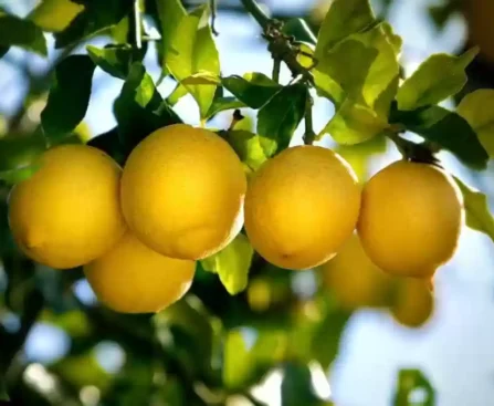 perennial no yes gifti gardening gandharaj lemon live plant also original imaggtt5hfxpmzxc