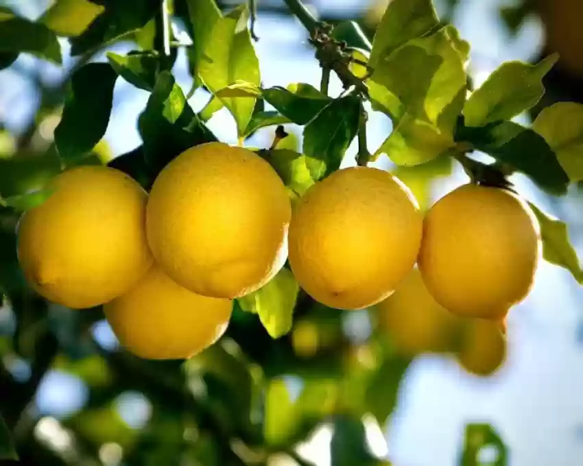perennial no yes gifti gardening gandharaj lemon live plant also original