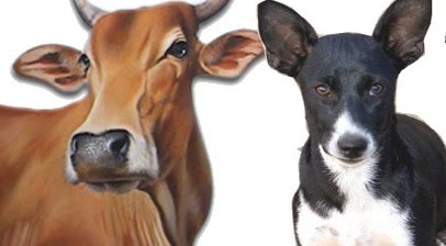 Cow and Dog