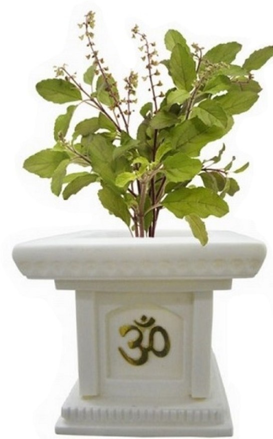 Tulsi