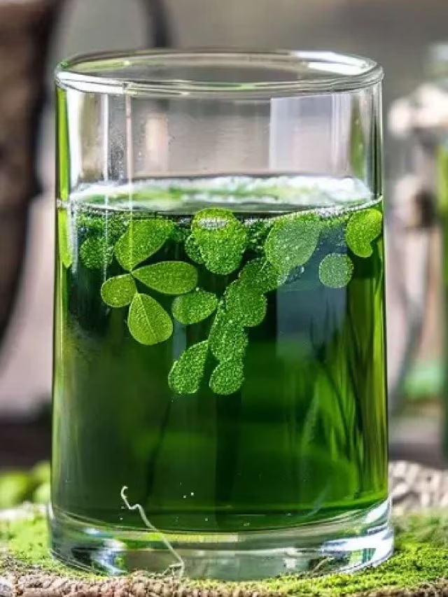 Moringa water