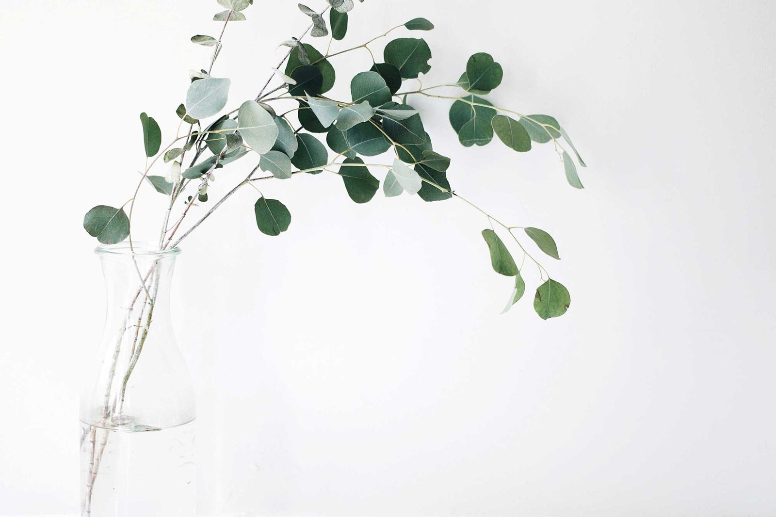 jazmin quaynor 8ioenvmof I unsplash