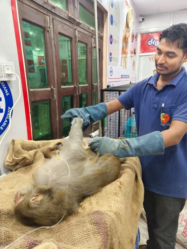 करेंट की चपेट में आए बंदर का हुआ उपचार