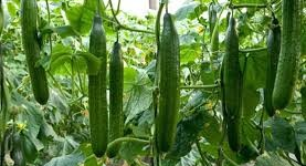 kakdi-ki-kheti-march-mein-kaise-karein