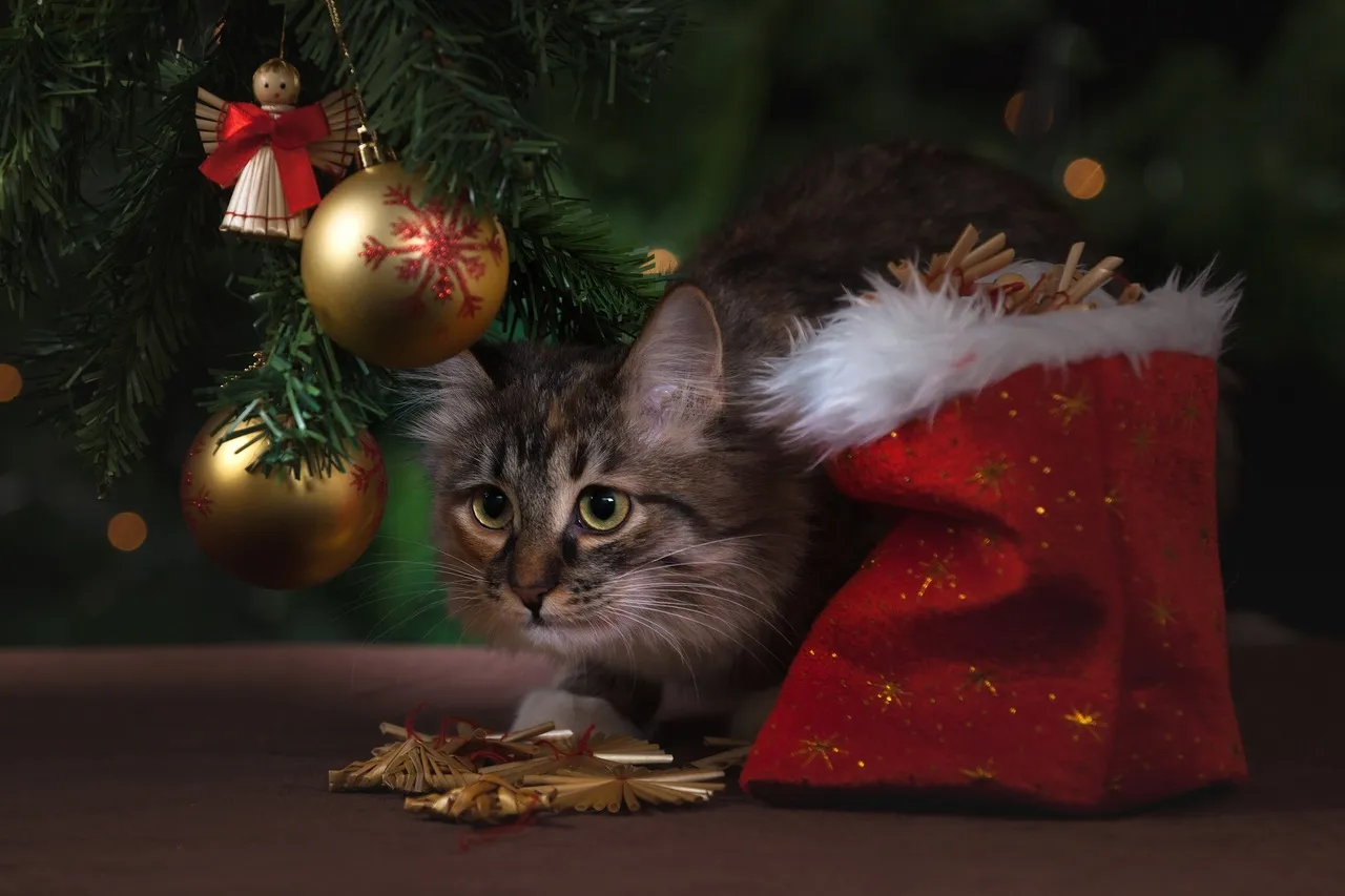 green golden red kitten cat christmas 1271284