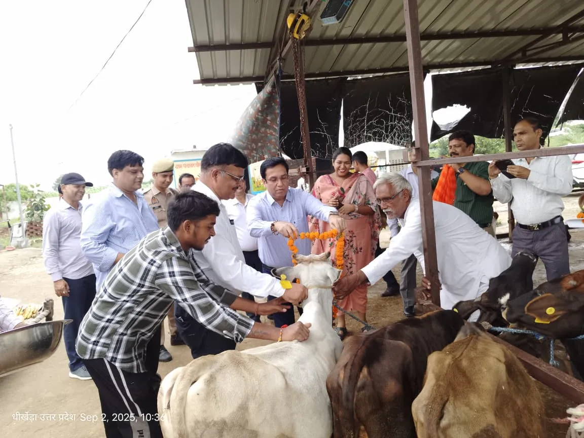 Meerut News: Emphasis on making cow shelters into model cow shelters